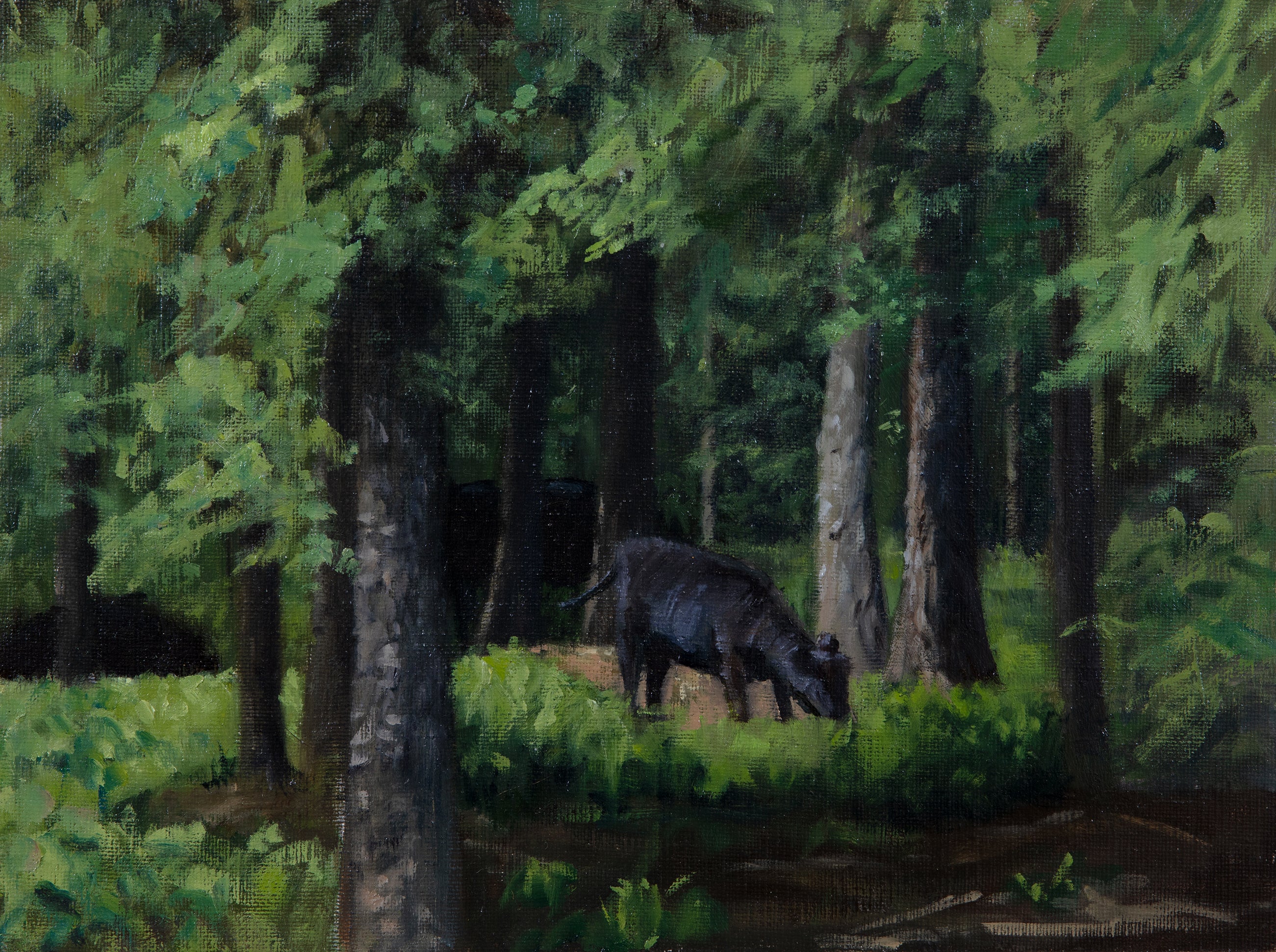Forest Grazers