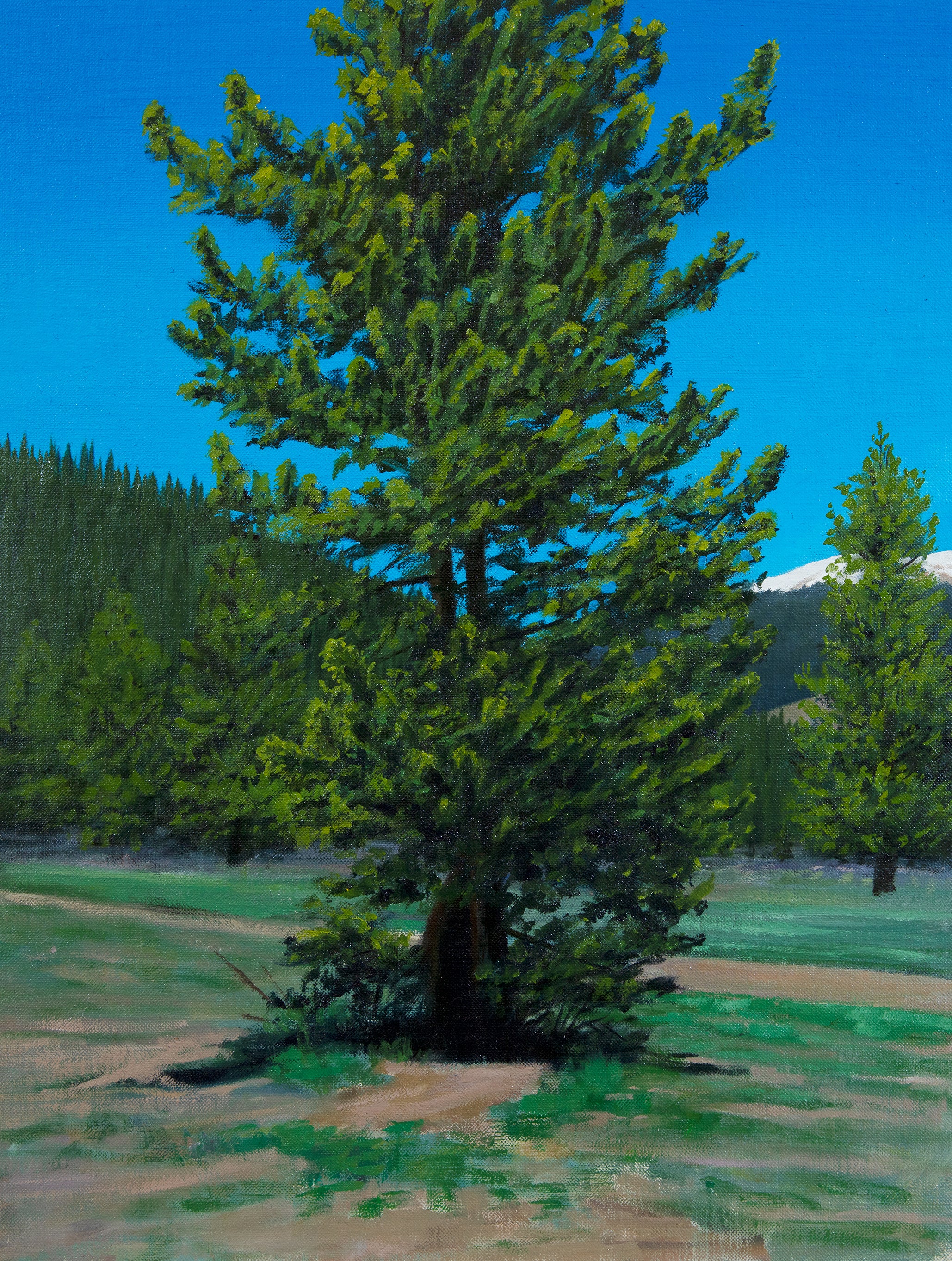 Limber Pine in The Sun